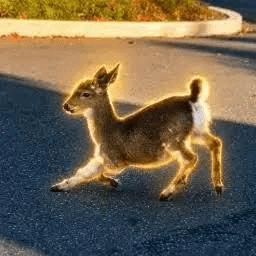 Street goat with a dramatic golden aura